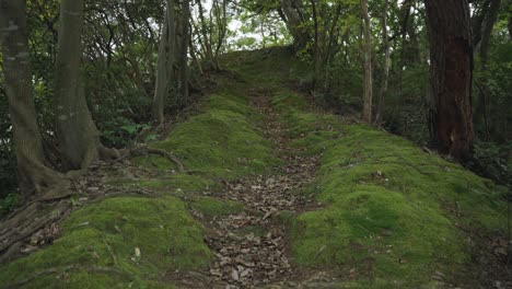 Overgrown-mossy-path-through-woodland-scene-in-Ine-Cho,-Rural-Kyoto-Japan
