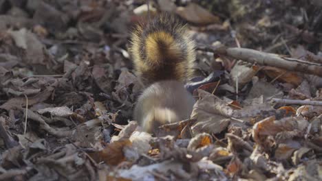 Squirrel-digging-a-hole-on-the-forest-floor---close-up-wildlife