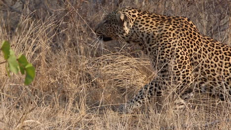 Stunning-Close-Up-of-a-Male-Leopard-Stalking-His-Prey-Through-Long,-Dry-Grass-for-the-Perfect-Camouflage