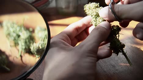 Hands-trimming-a-bud-on-the-table