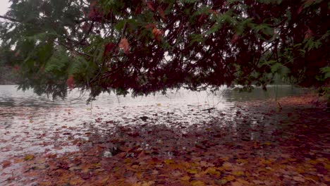 Low-shot-under-a-tree-and-above-the-water-filled-with-leaves-on-a-lake-in-the-late-autumn