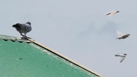 A-racing-pigeon-perches-on-a-roof-as-another-flies-in-and-settles,-other-birds-fly-past-in-the-background,-slow-motion