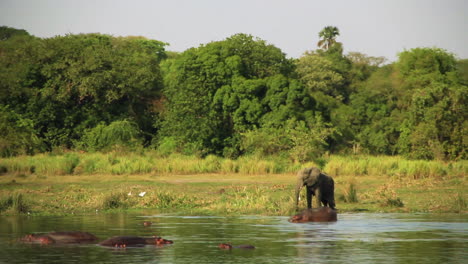 Elephant-and-hippos-on-Nile-Riverbank-in-Africa