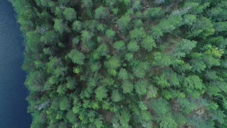 Birds-eye-aerial-view-of-a-green-Swedish-forest-and-a-dark-blue-river