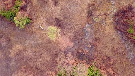 Aerial-flight-over-green-and-red-forest-and-barren-grassland-in-Tasmania-in-Australia,-birds-eye-perspective-moving-forward