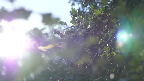 Slow-motion-shot-of-leaves-and-little-red-fruits-on-a-tree-with-sunflare