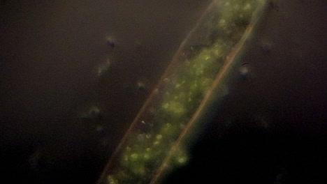 Mikroskopische-Ansicht-Einer-Pflanzenzelle