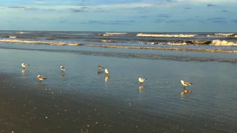 Seagulls-standing-in-shallow-pools-of-seawater-looking-for-food,-as-waves-crash-further-off-shore-4K-30FPS,-Slow-Motion