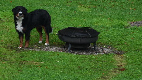 Bernese-Mountain-Dog-walking-on-meadow-and-exploring-vicinity-of-open-fireplace