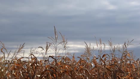 View-of-dramatic-sky-panning-down-to-cornfield-crop