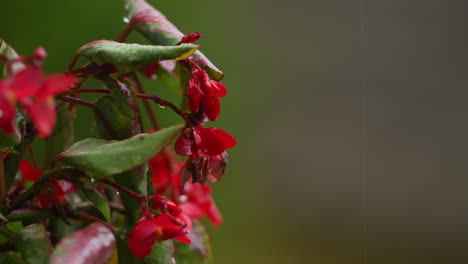 Red-impatiens-flower-on-green-background-in-rain,-red-balcony-flowers,-background-out-of-focus,-rain-drops-falling-on-petals-and-splatter-all-around,-4k