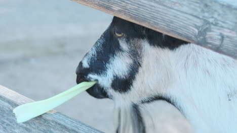 Slow-motion-closeup-of-a-goat-chewing-on-a-piece-of-celery