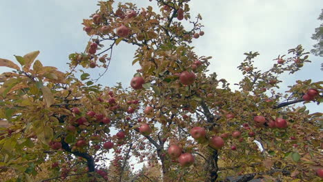 Ein-Baum-Voller-Köstlicher-Roter-Äpfel