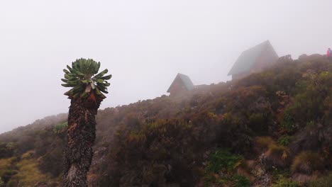 Static-shot-of-a-Giant-groundsel,-senecio-kilimanjari-and-cottages,-near-Horombo-hut,-on-mount-Kilimanjaro,-on-a-misty-and-foggy-day,-in-Tanzania,-Africa