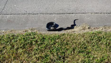 A-snake-on-the-side-of-the-road-next-to-the-grass-ready-to-strike