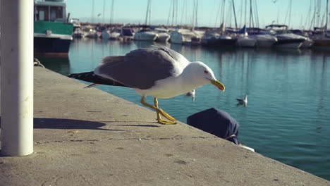 Close-up-of-a-huge-seagull-looking-for-food-left-by-tourists-by-the-pier-during-warm-and-sunny-day