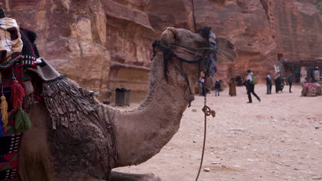 Ein-Kamel,-Das-In-Der-Ferne-In-Der-Antiken-Stadt-Petra-Blickt,-Mit-Touristen,-Die-Im-Hintergrund-Fotos-Machen