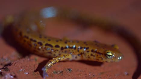 Extreme-closeup-of-the-head-and-face-of-the-long-tailed-salamander-outside