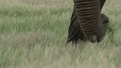 African-Elephant-close-up,-big-bull's-trunk-eating-in-the-grasslands,-Amboseli-N