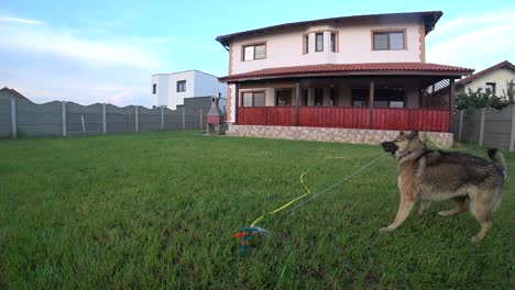 Zeitlupe---Nasser-Hund-Spielt-Mit-Wasser-Aus-Einem-Sprinkler-Im-Hinterhof