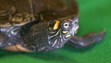 Close-up-of-a-bewildered-looking-Map-turtle-on-a-green-fabric-cloth-for-green-screen