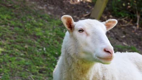 New-Zealand-sheep,-freshly-shorn-for-summer