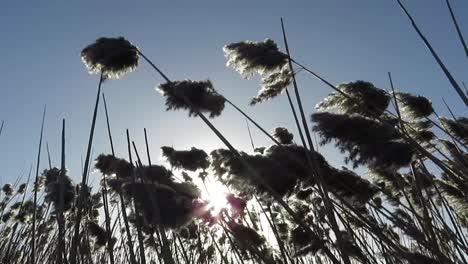 pampas-grass-moved-by-wind