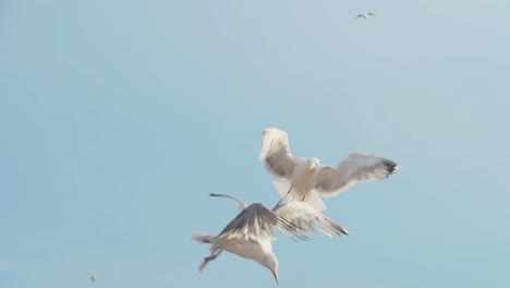 Pájaro-Volando-En-Cámara-Lenta-Frente-A-La-Luz-Soleada-Del-Cielo-Azul