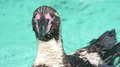 Pingüino-Nadando-En-El-Agua-En-El-Zoológico-Y-Rascándose-Con-El-Pico