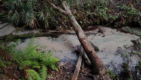 Quellwasser-Fließt-Durch-Einen-Grünen-Wald-In-Einer-Südlichen-Stadt-In-Florida