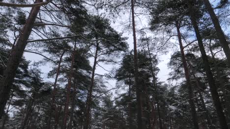 Panning-up-shot-of-a-tall-pine-forest-covered-in-snow-during-winter-with-nobody