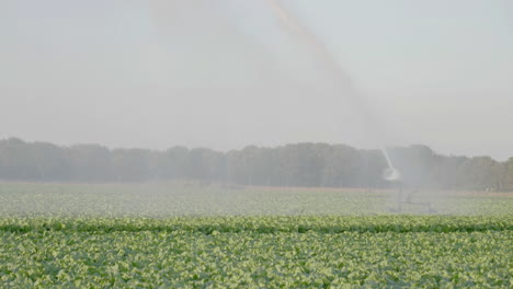 180-fps---Large-sprinkler-creating-rainscreen-over-crops---medium-close-shot