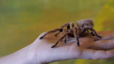 Holding-a-brown-tarantula-in-hand