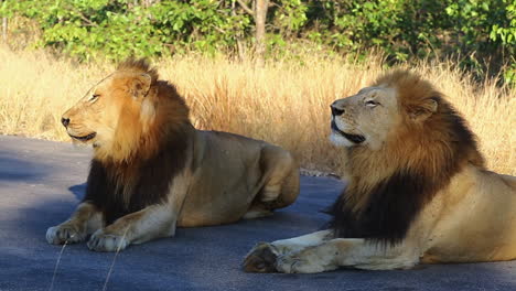 A-coalition-of-nomadic-male-lions-lay-together-on-a-tar-road,-keeping-an-attentive-eye-on-their-surroundings---scenting-the-air-for-lionesses-thats-close-by,-Greater-Kruger