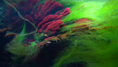 Grün-rote-Algen