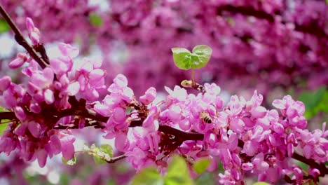 Abejas-Que-Vuelan-Sobre-Flores-Rosas-A-Principios-De-La-Primavera-4k-A-30fps