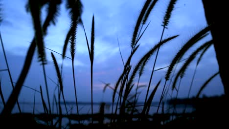 Grass-silhouette-swaying-in-the-breeze-at-sunset,-Steady-shoat