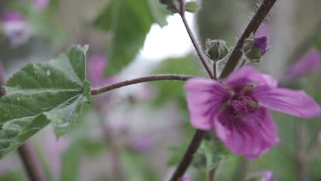 Close-Up-Shot-Of-Pink-Petunia-Flowers-60fps