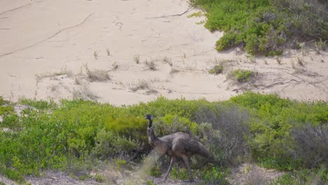 A-wide-shot-of-an-emu-walking-through-desert-and-foraging-in-Australia