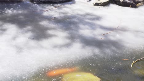 Frozen-pond-with-koi-fish-swimming-around