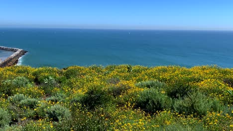 4k-60p,-Yellow-flowers-wave-in-the-breeze-overlooking-the-ocean