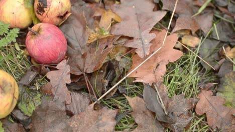 Rotten-fallen-apples-in-wood