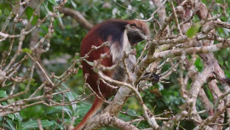 Red-Colobus-monkey-in-Jozani-forest,-Zanzibar