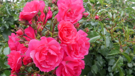 Leuchtend-Pinkfarbener-Rosenstrauch-In-Einem-Garten