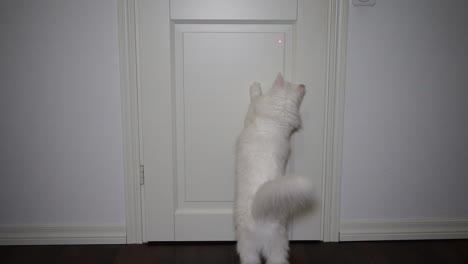 Flauschige-Weiße-Katze,-Die-In-Zeitlupe-Versucht,-Einen-Laserpointer-Auf-Weißem-Hintergrund-Zu-Fangen