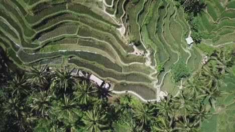 Flying-close-above-undulating-verdant-rice-terraces-and-coconut-palm-trees-on-a-hill-in-Tegallalang,-Bali,-Indonesia