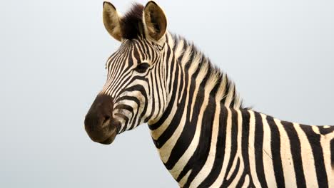 Closeup:-Adult-zebra-stares-into-the-distance,-then-turns-head-to-look-directly-at-camera,-and-blinks