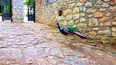 Close-up-of-colorful-peacock-majestatically-walking-around-stone-Monastery-of-Saint-Naum-of-Ohrid-in-Macedonia