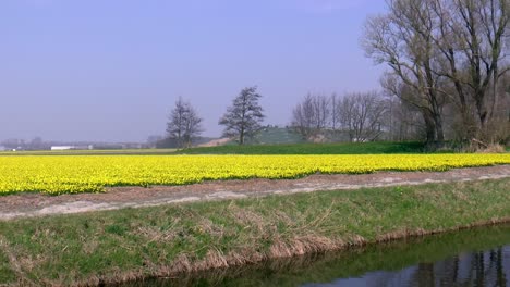 Field-with-daffodils-in-the-spring