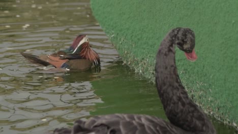 Mandarin-duck-and-black-swan-feeding